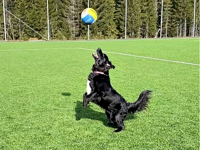 Матіас Бернтсен Норвежець Бернтсен навчив собаку грати у волейбол (ВІДЕО)